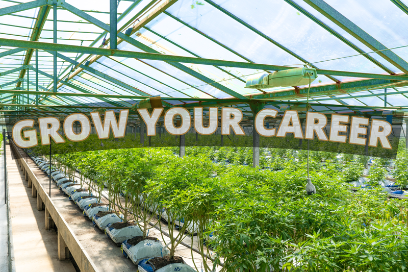 Job Openings at Choice Growers Cannabis in Strathmore, Alberta