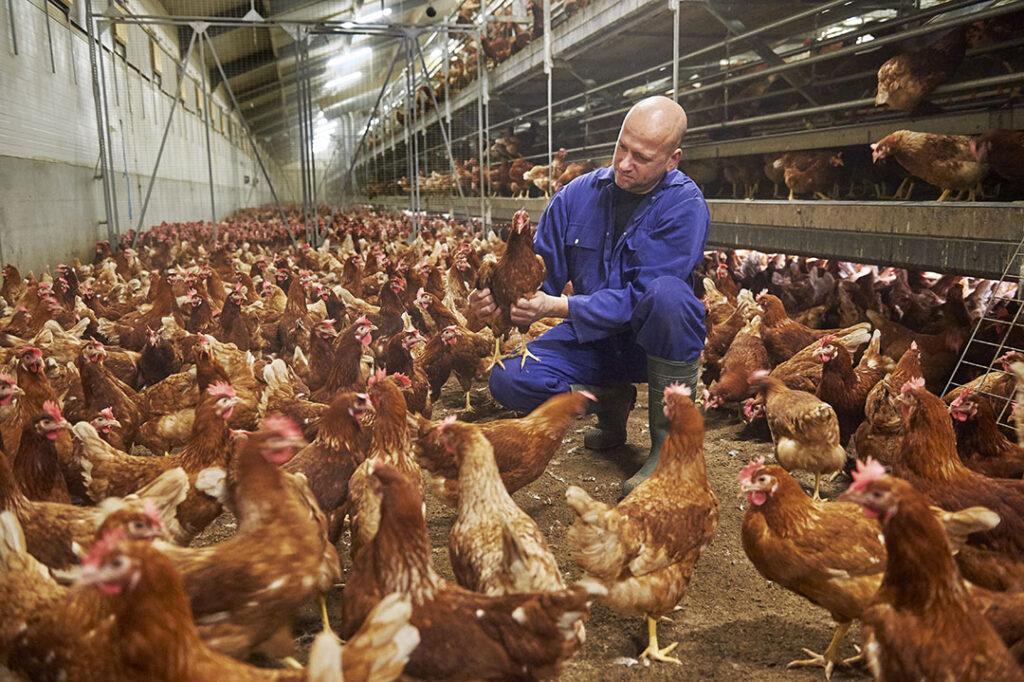 Positions Available at Atlantic Poultry in Port Williams, Nova Scotia