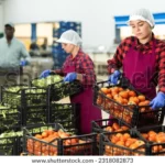 Jobs Openings At Avina Fresh Produce Ltd – 28265 58 AveAbbotsford, BC V4X 2E8