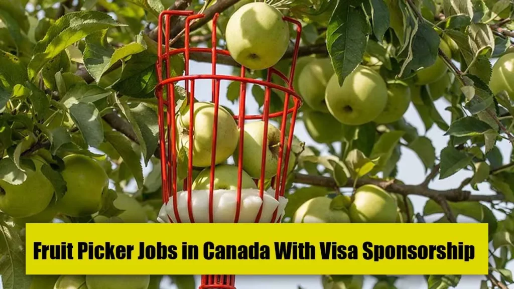Opportunities for Visa Sponsored Fruit Picking Jobs in Canada