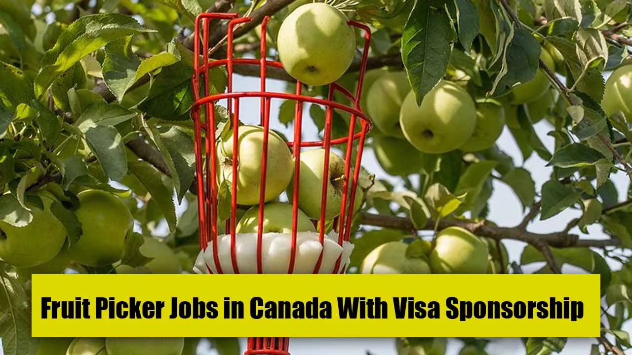 Opportunities for Visa Sponsored Fruit Picking Jobs in Canada